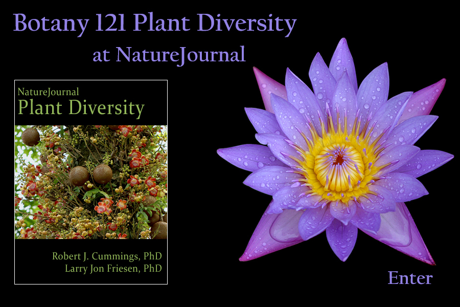  Plant Diversity 